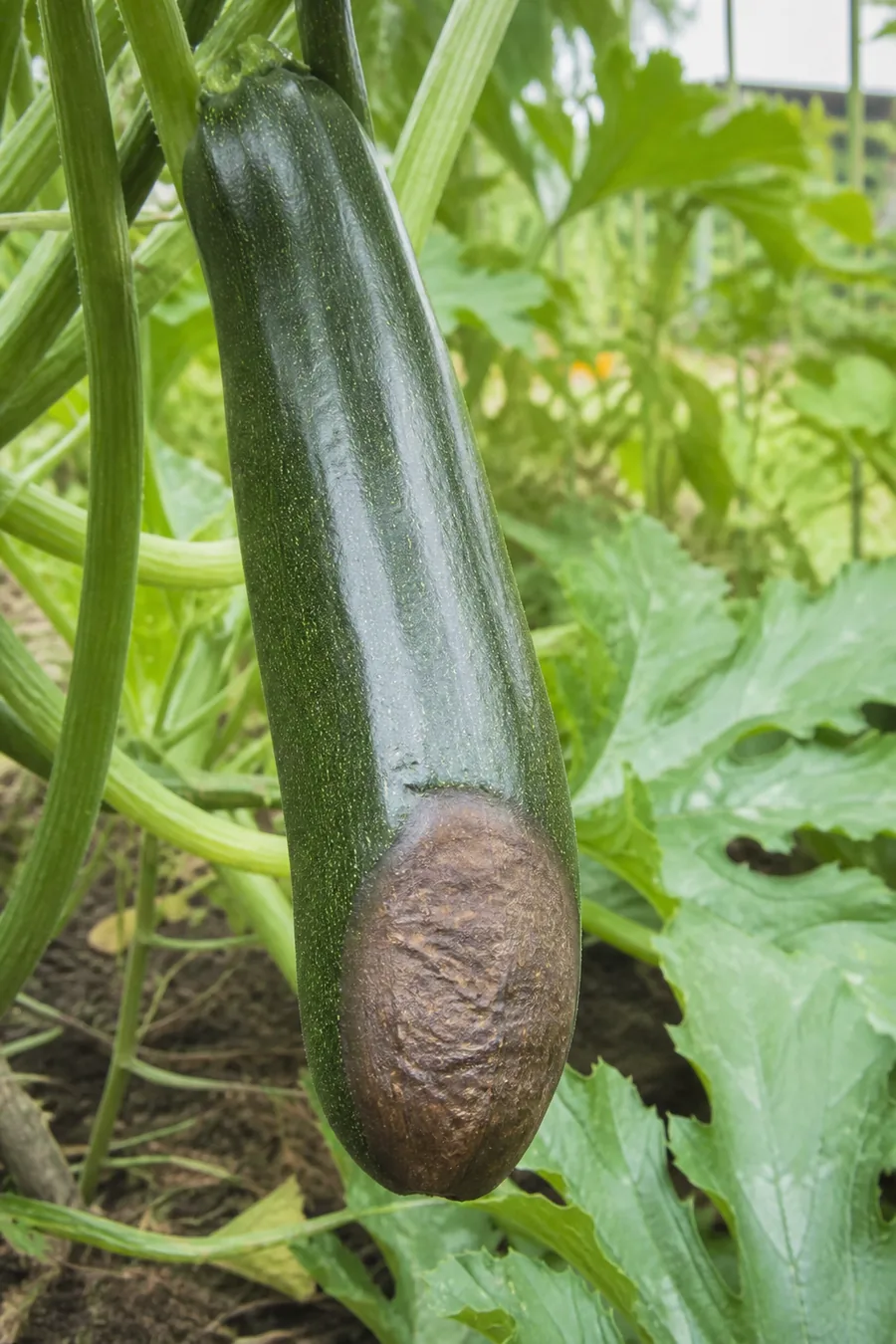 A full-sized green zucchini on the plant with a large dark brown sunken leathery patch covering its blossom end