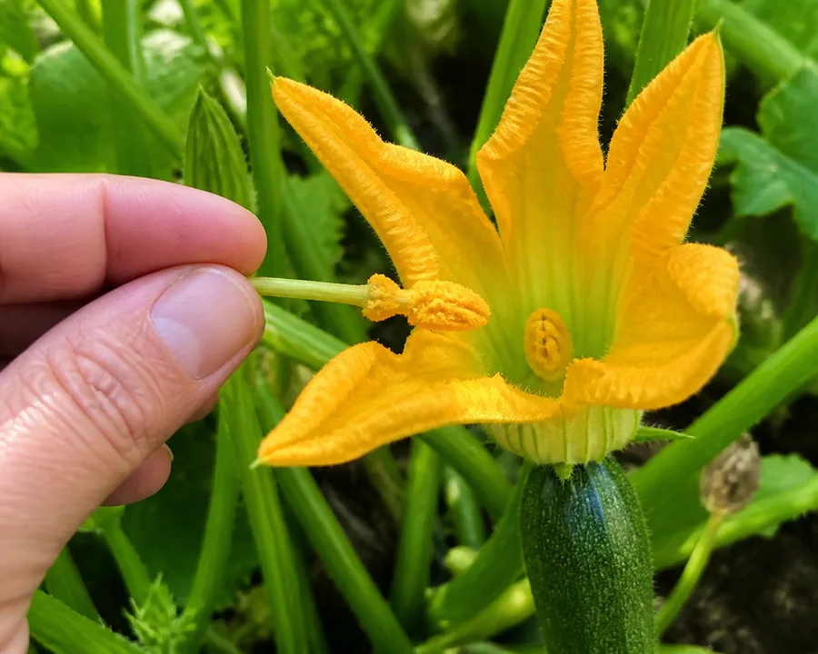 A hand holding a male zucchini flower with its petals folded back to expose the pollen-covered stamen, held up to an open female flower that has a small immature fruit at its base
