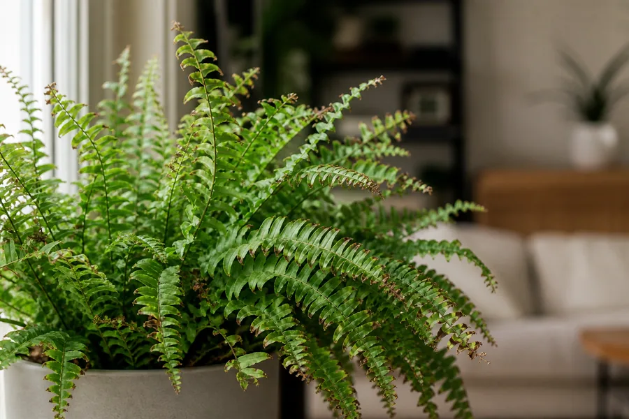 A Boston fern with green arching fronds that are crisp and brown at the tips of the small leaflets, the browning spread evenly across the plant