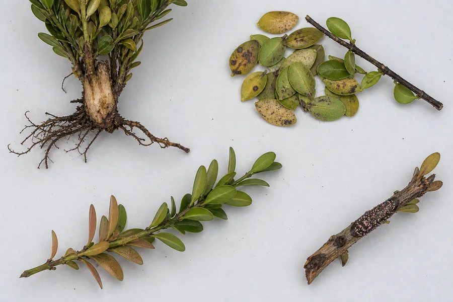 Four boxwood samples showing dark reduced roots, spotted fallen leaves, bronze exposed foliage, and a cankered twig with pink fruiting dots