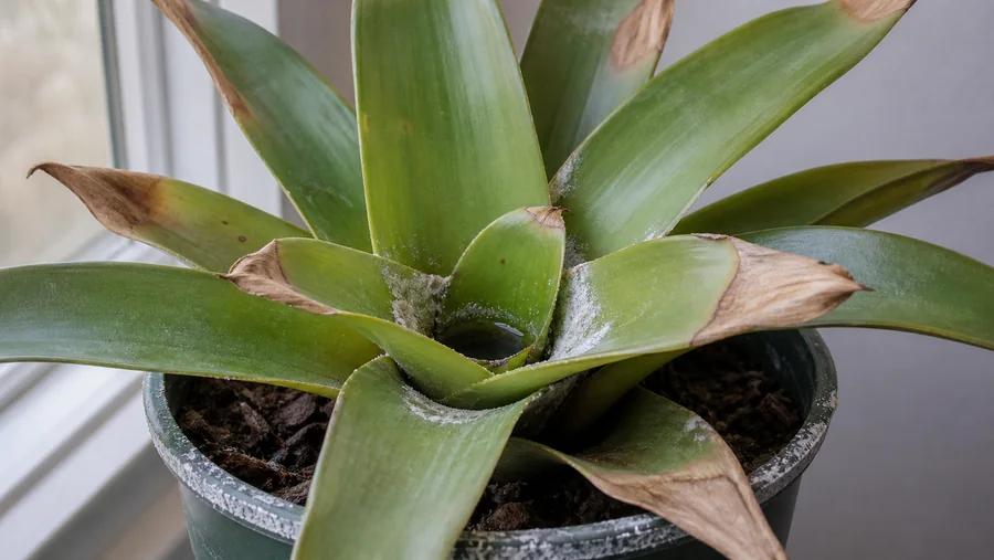 Green bromeliad with crisp tan leaf tips and chalky white mineral deposits around the central well and nursery-pot rim