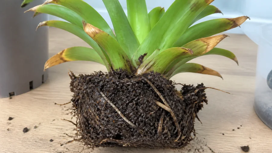 Bromeliad lifted from soggy dark mix with damaged roots, dry brown leaf tips, and a firm upright green center
