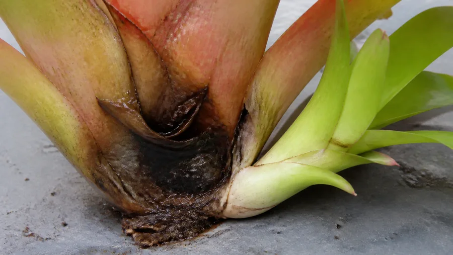Failing mother bromeliad with dark wet basal tissue beside a firm green offset attached beyond the damaged boundary