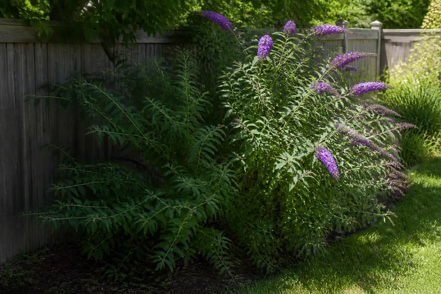 The shaded side of one butterfly bush has long bare leafy stems while its sunlit side carries many purple flower panicles.