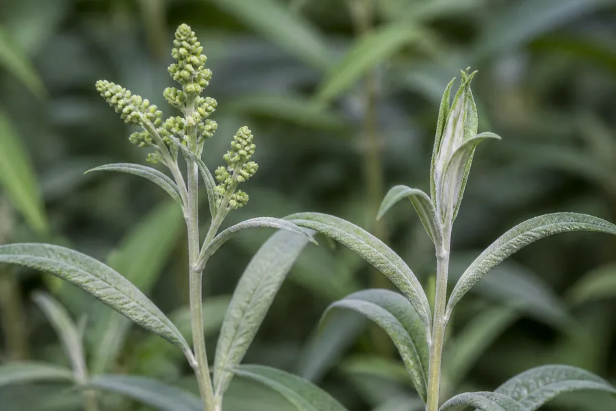Two butterfly bush shoot tips show a branching cluster of unopened green flower buds on the left and folded new leaves without a panicle on the right.