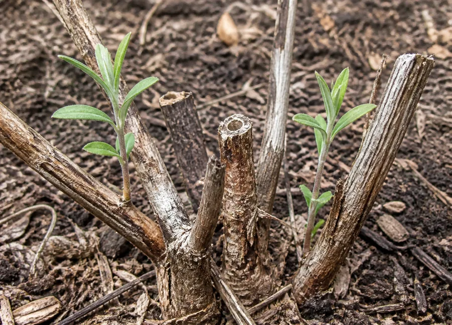 Two small butterfly bush shoots with opposite narrow green leaves emerge from soil beside several brittle cut cane stubs on the same crown.