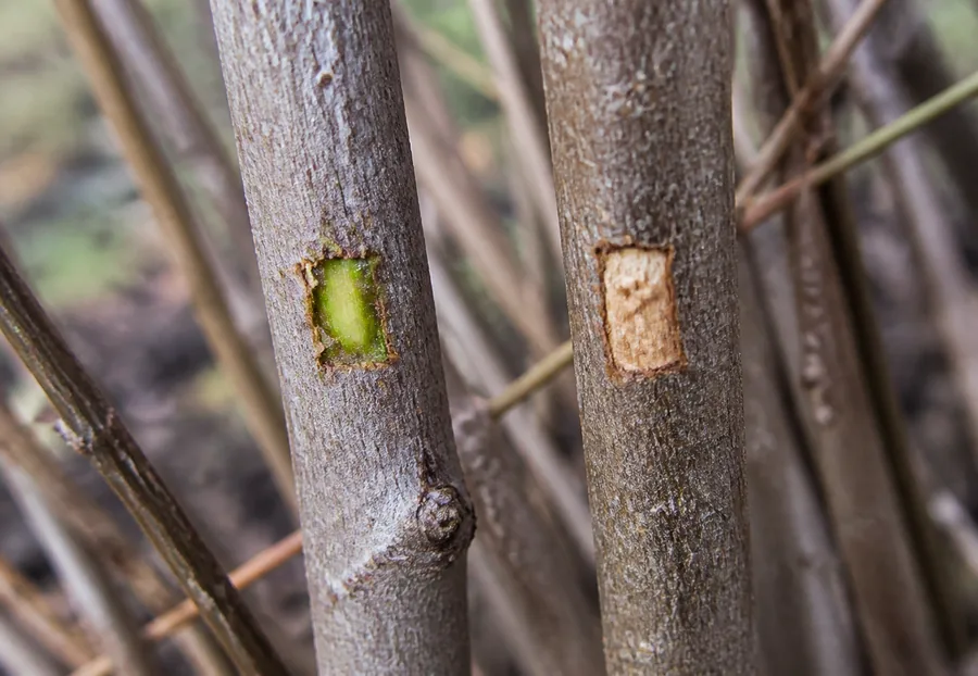 Two leafless butterfly bush canes have shallow bark windows, revealing moist green living tissue on the left and dry tan dead tissue on the right.