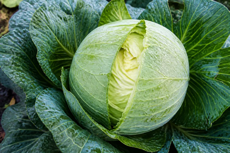 A mature round cabbage head has one fresh irregular split exposing pale crisp inner leaves, with rain droplets and no visible decay.