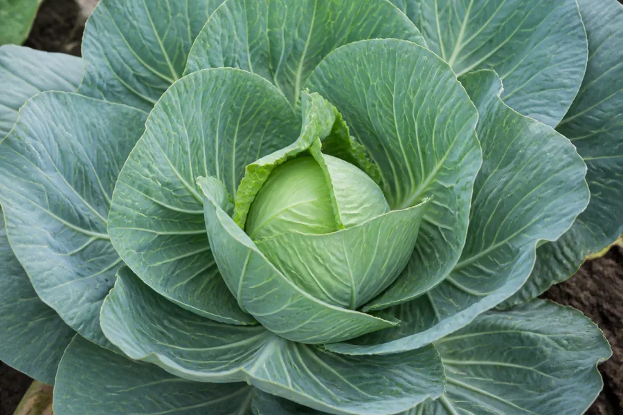 Broad blue-green cabbage wrapper leaves surround a smaller compact pale-green inner head that is still tightening.