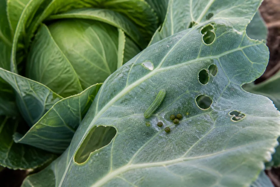 Velvety green cabbageworm beside fresh ragged holes and green frass on a cabbage leaf near a forming head