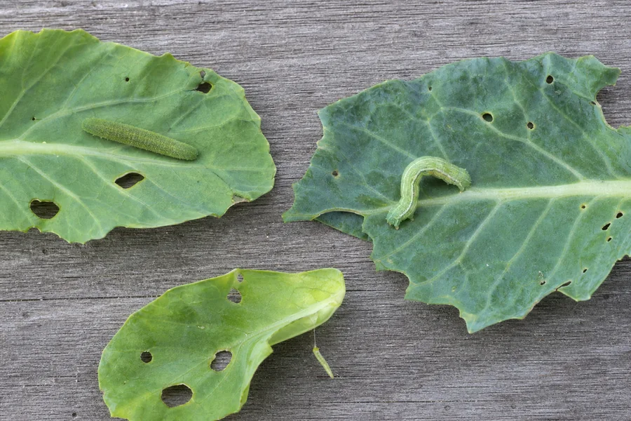 Three separate cabbage leaves holding a velvety cabbageworm, an arched looper, and a tiny tapered diamondback larva on silk