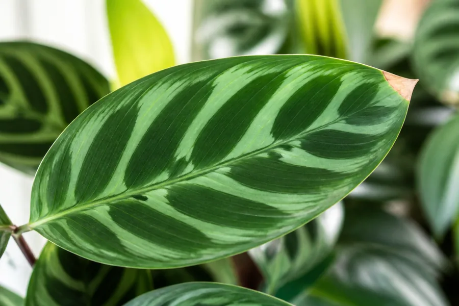 Close view of a patterned green Calathea leaf with one dry tan point and a clean, unspotted leaf center.