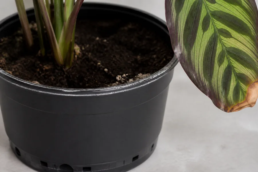 Black Calathea nursery pot with a thin white mineral line on the rim beside a patterned leaf with a brown tip.