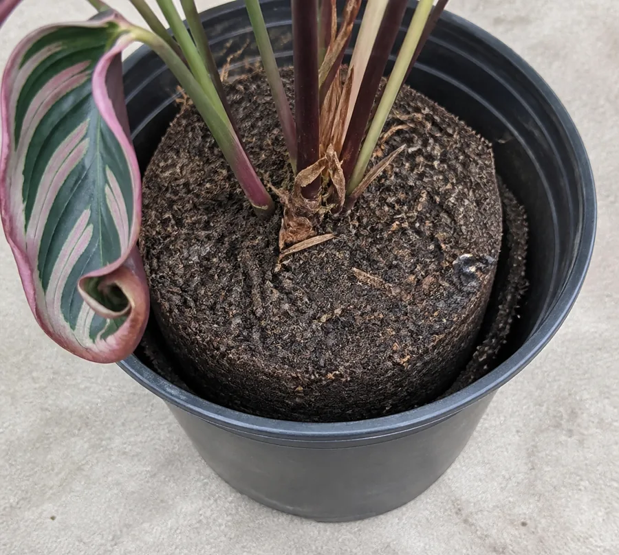 Dry compacted Calathea root ball pulled away from the wall of a black nursery pot beside one tightly curled patterned leaf.
