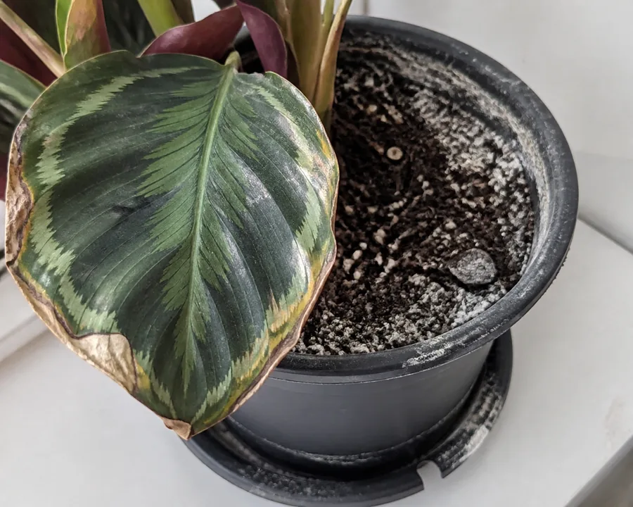 Patterned Calathea leaf with dry tan margins beside white mineral crust on the soil surface, pot rim, and saucer.
