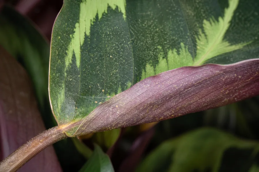 Close Calathea leaf with fine pale stippling across the green upper surface, purple underside, tiny mite dots, and delicate web strands near the petiole.
