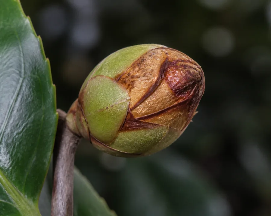 Close Camellia flower bud with separated green scales and dry brown russeted tissue at the stalled tip beside a glossy leaf.