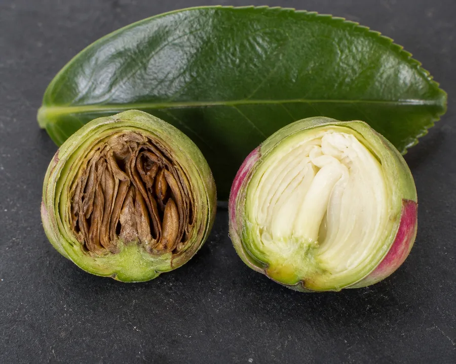 Two cut Camellia buds beside a glossy leaf, with brown collapsed tissue in one bud and cream healthy tissue in the other.