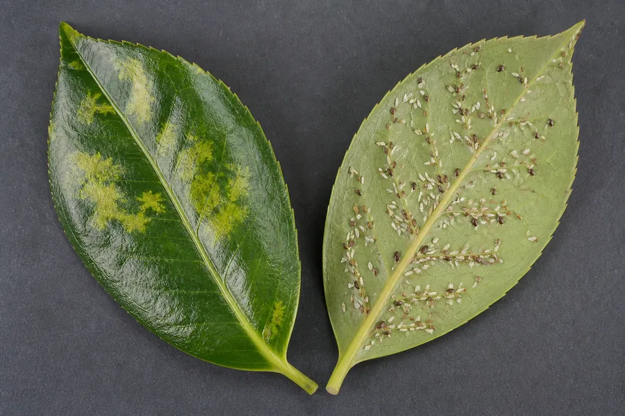 Camellia leaf with yellow upper-surface splotches beside a flipped leaf covered with white and brown tea scale insects.