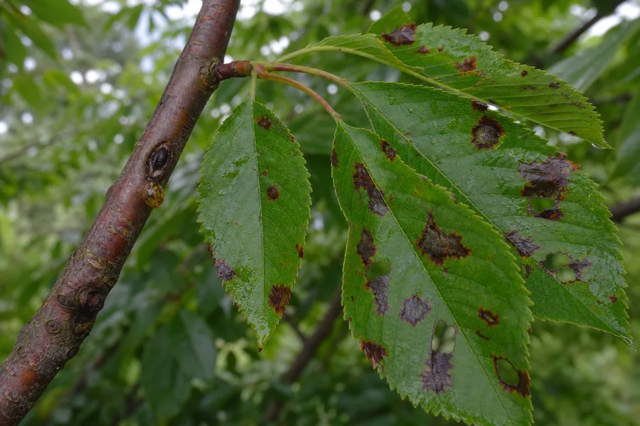 Ornamental cherry twig with a dark sunken canker and amber gum beside leaves with angular dark lesions and ragged holes.