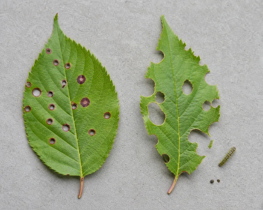 Two serrated cherry leaves compared on a bench: round shot holes with purple-brown rims beside irregular green-edged chewing holes and a small caterpillar.