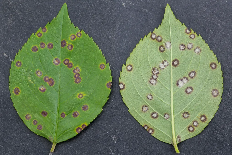 Two ornamental cherry leaves showing purple spots above and localized white spore patches within matching lesions below.