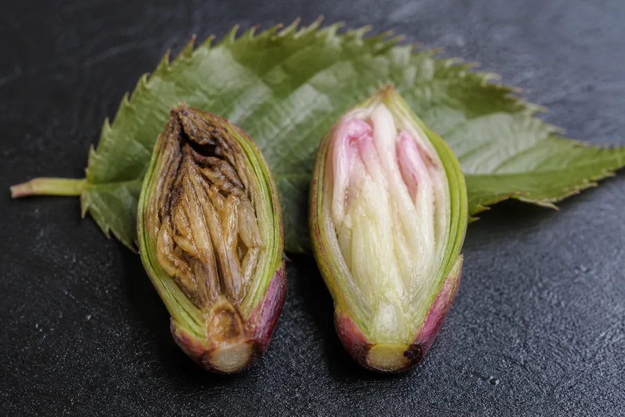 Two cut ornamental cherry flower buds with brown collapsed tissue in one and firm cream and pink tissue in the other.
