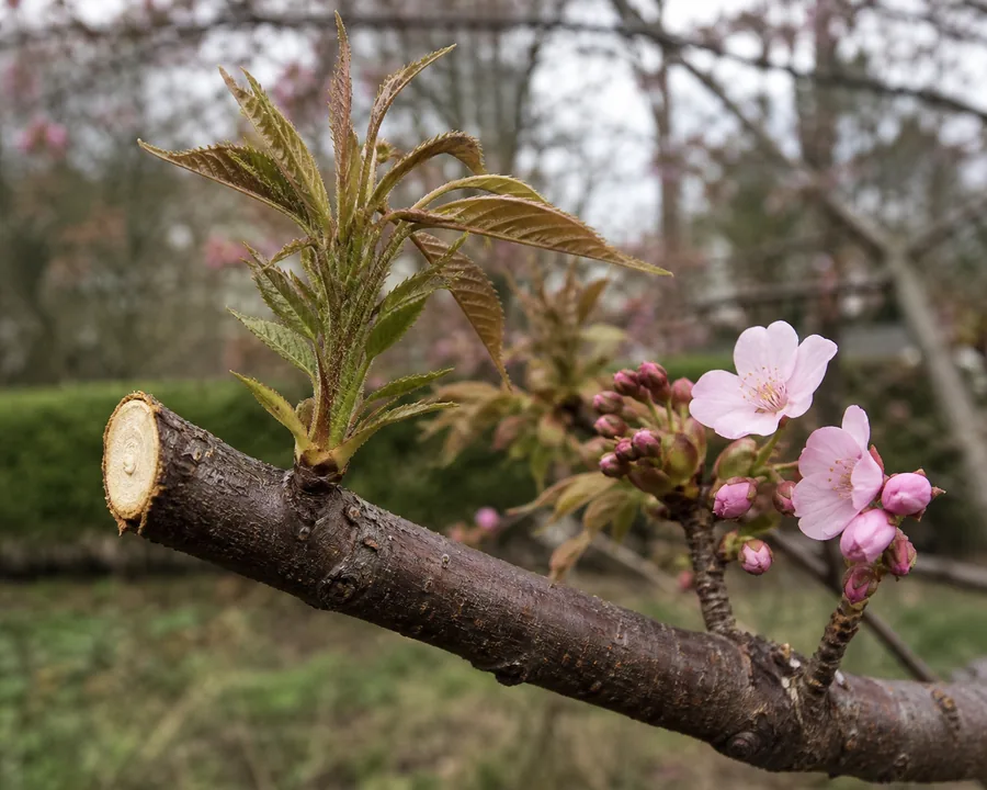 Ornamental cherry branch with a fresh heading cut and vigorous leafy shoot beside intact short spurs carrying clustered buds and pale pink flowers.