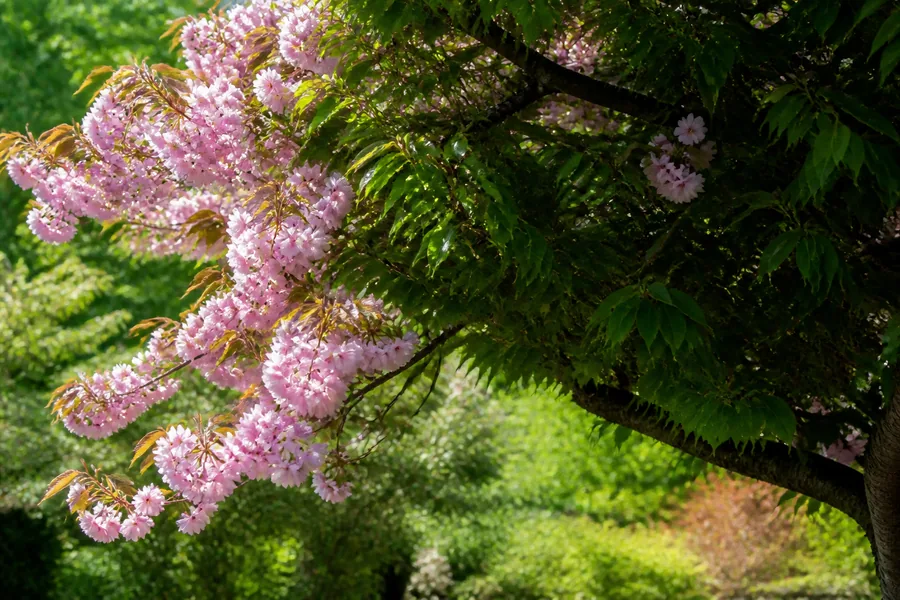 One ornamental cherry canopy with a sunlit branch covered in pink flowers beside a shaded leafy branch with few flowers.