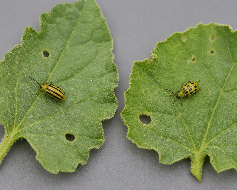 Two cucumber leaf pieces with feeding holes, one carrying a yellow beetle with three black stripes and the other a yellow beetle with twelve black spots.