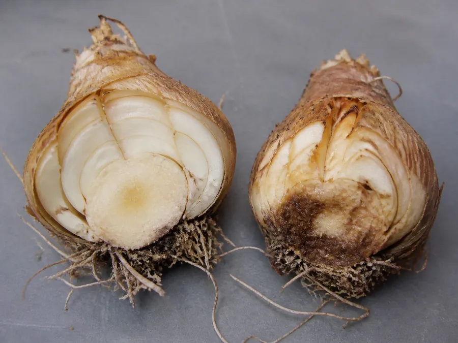 Two cut daffodil bulbs on a gray tray, one with cream-white scales and one with dark brown decay spreading upward from the basal plate.