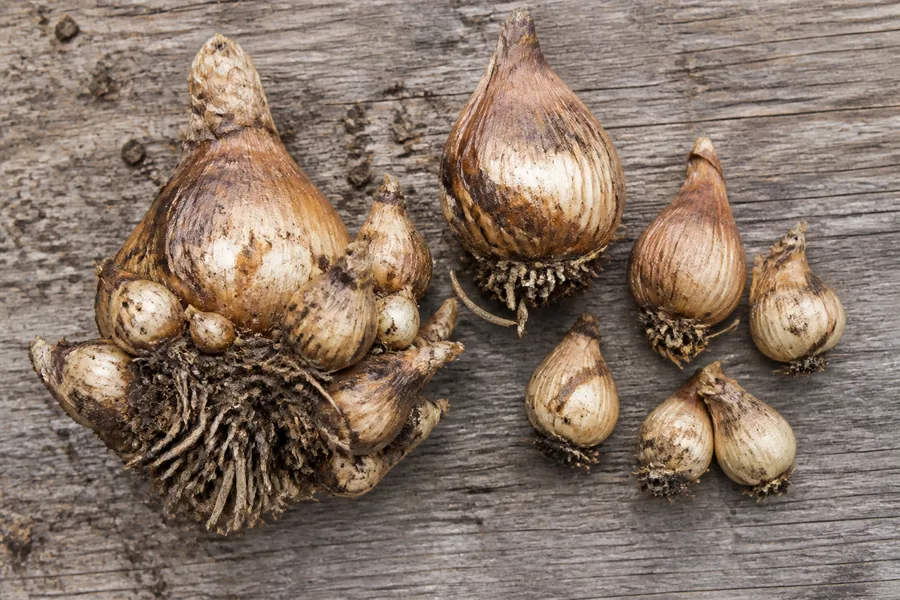 Mature firm daffodil bulb with many small attached offsets beside separated bulbs on a wooden potting bench.