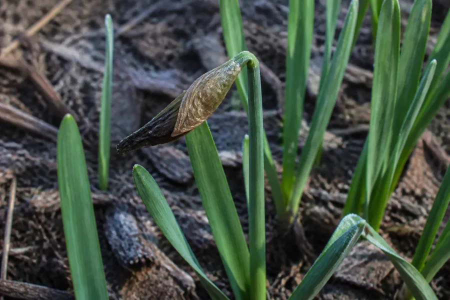 Brown collapsed daffodil flower bud on a stalk among upright green leaves with light frost in a spring bed.