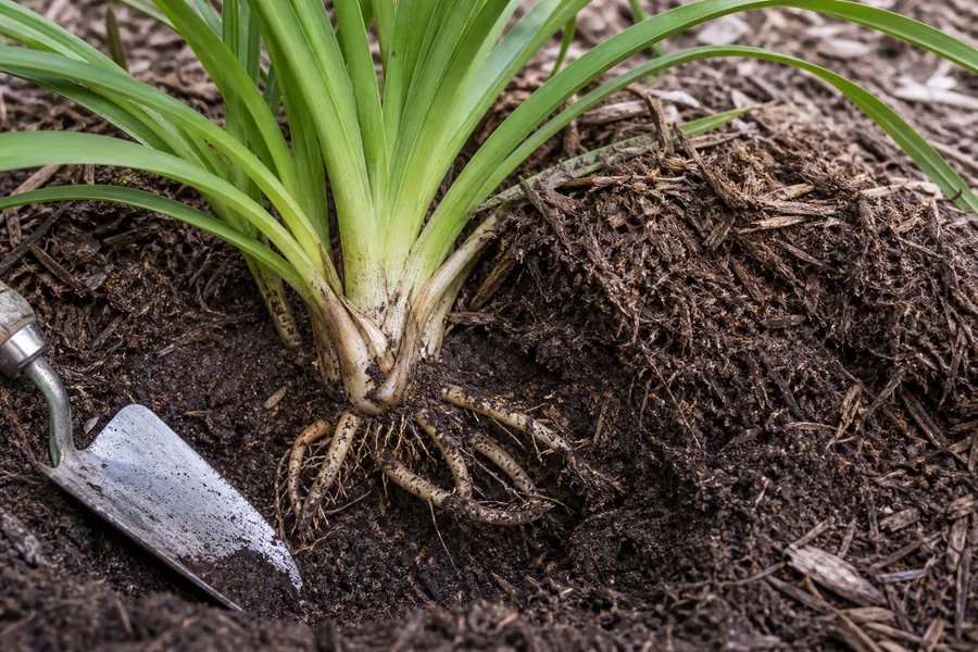 Daylily leaf bases and crown exposed at the soil line beside a thick layer of mulch pulled back with a hand trowel.
