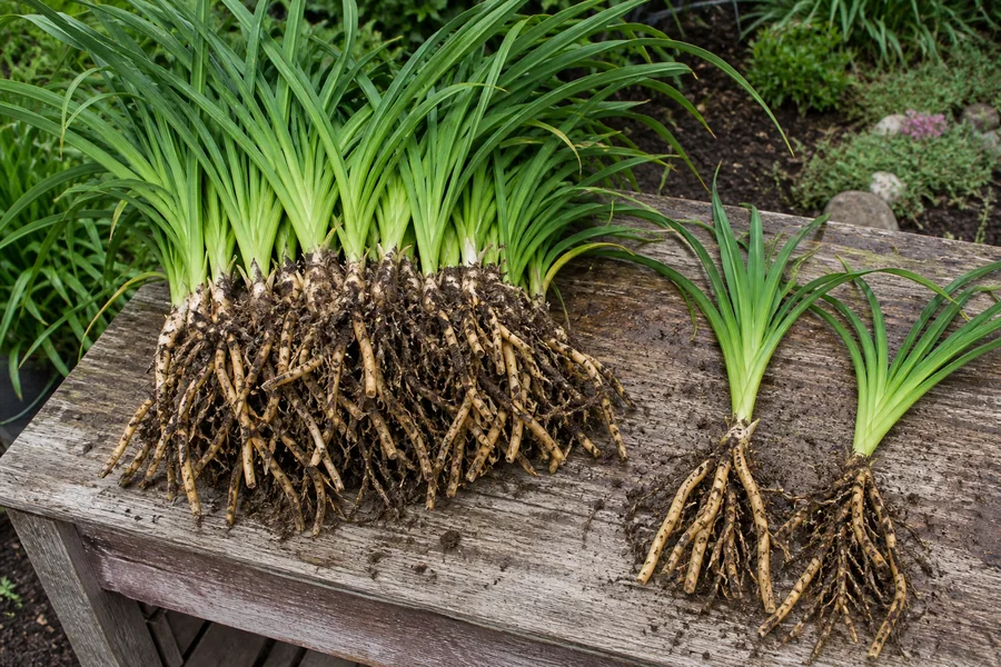Lifted daylily clump with tightly packed fans and tangled fleshy roots beside two smaller separated divisions on a wooden potting bench.