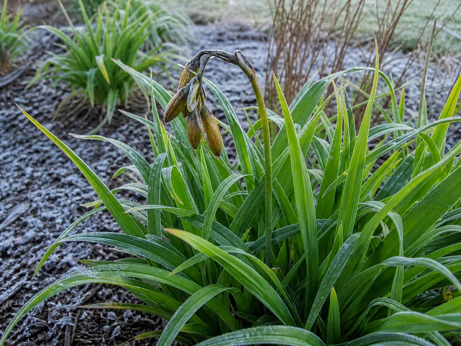 Bent daylily scape with dark collapsed unopened buds above firm green leaves after a frost.