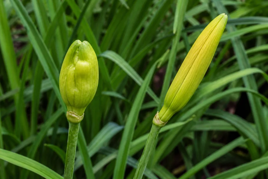 Short swollen conical daylily bud beside a normal long slender unopened bud on separate green scapes.