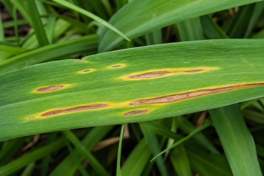 Close view of a daylily leaf with elongated brown lesions surrounded by bright yellow borders.