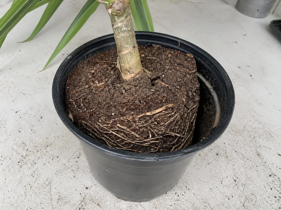 Dry dracaena root ball shrunken away from the black nursery pot with a wide gap at the pot wall.