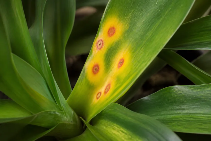 Young attached Dracaena leaf with several reddish-tan circular spots surrounded by broad yellow halos near the leaf base.