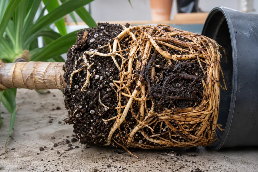 Dracaena root ball removed from its pot with firm cream and pale-orange roots beside a dark wet patch of roots and compacted mix.