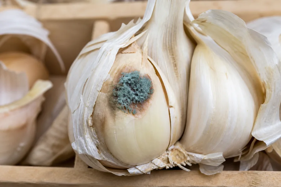 Blue-green powdery mold centered on a bruised garlic clove beneath a torn wrapper