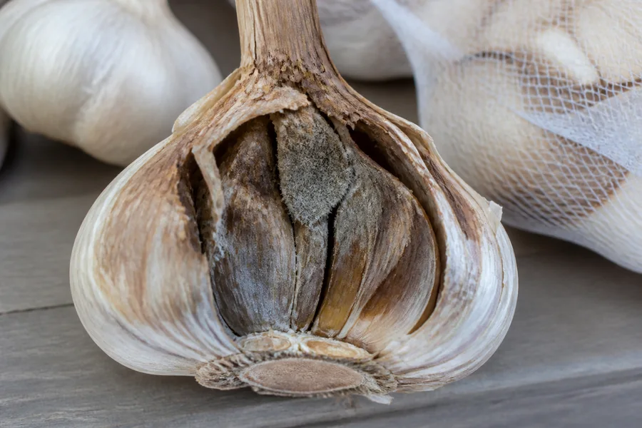 Opened garlic bulb with gray feltlike growth and brown decay moving down from the neck