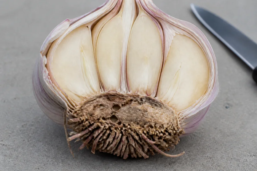 Cut garlic bulb with a dry pitted brown basal plate and sparse pink-brown roots