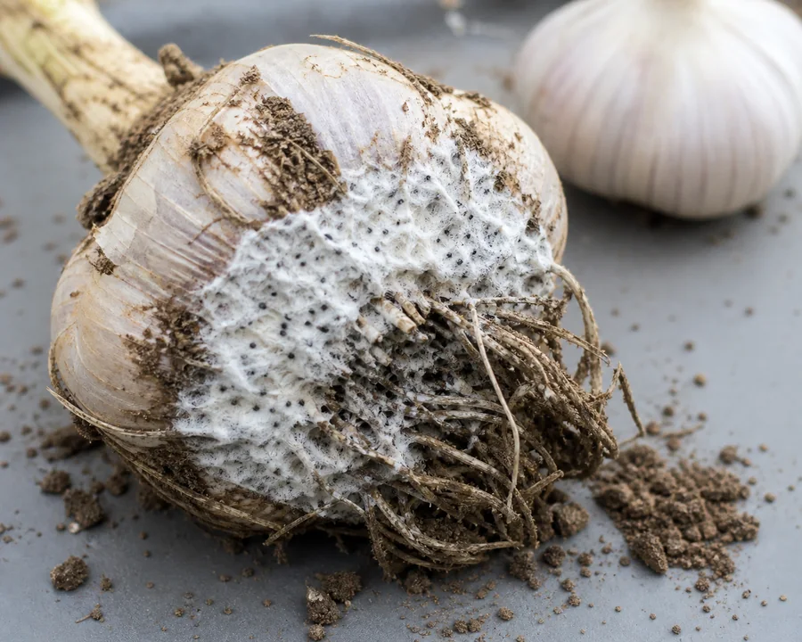 Fresh garlic bulb with a dense white cottony mat around the basal plate and roots containing many tiny black round sclerotia.