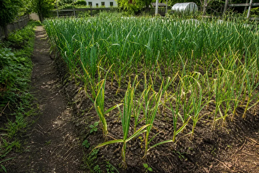 Garlic bed with shorter yellowing plants in the foreground and taller green rows behind them