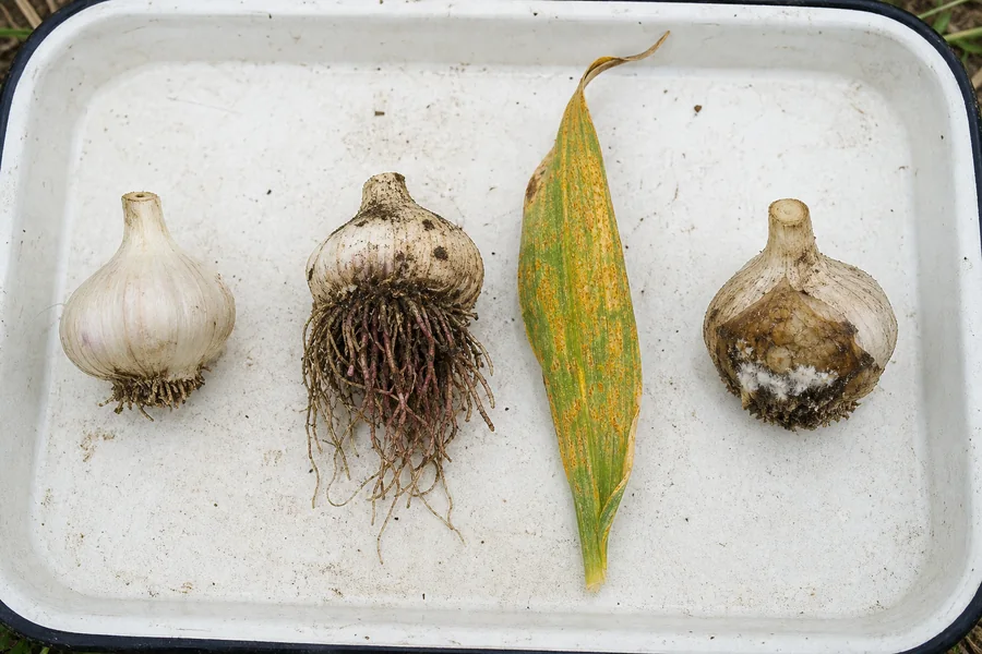 Diagnostic tray with a firm clean small garlic bulb, maroon root lesions, a rust-spotted streaked leaf, and a soft moldy basal plate