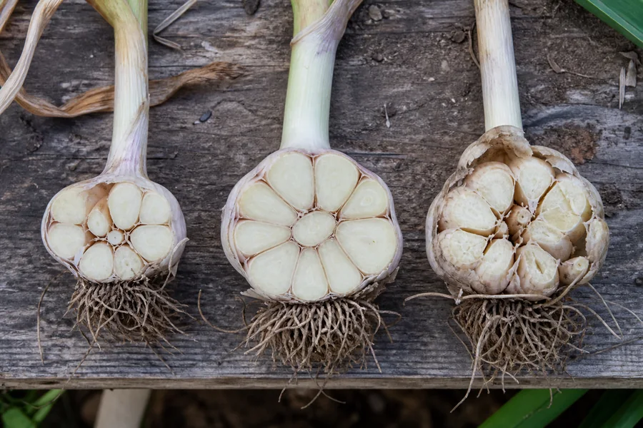 Three cut garlic bulbs showing a small intact head, a larger tightly filled head, and separated cloves with broken wrappers