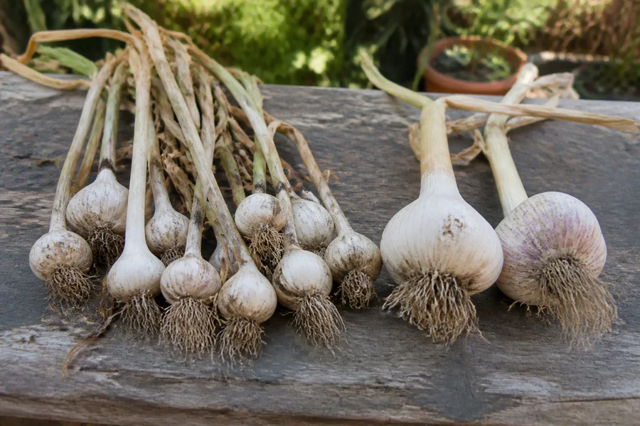 Several firm clean undersized garlic bulbs beside two larger bulbs on a shaded wooden harvest table