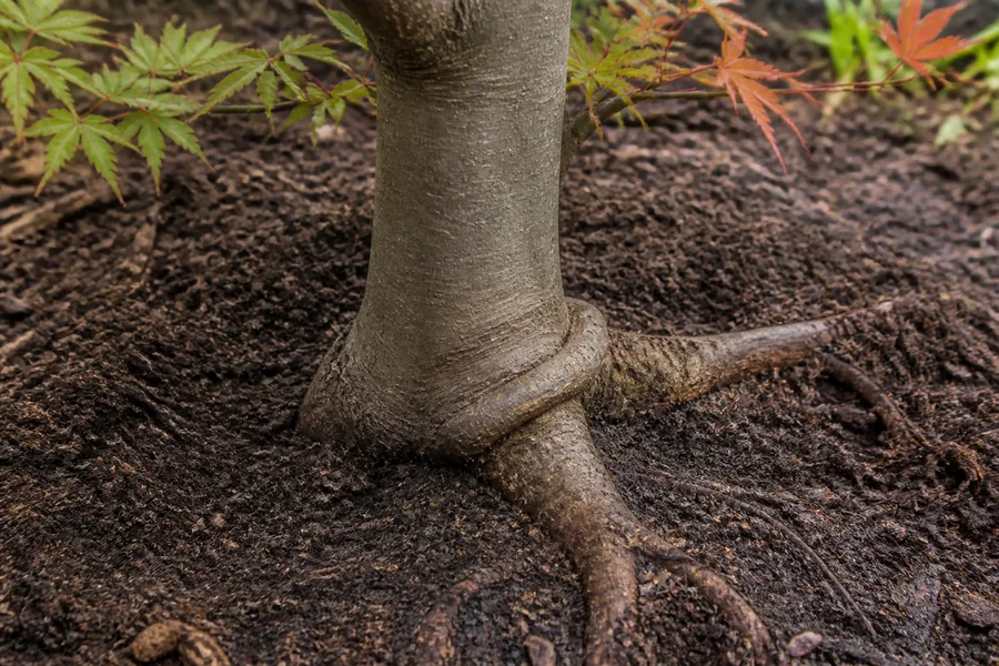 Woody root curving tightly across and pressing against the base of a Japanese maple trunk
